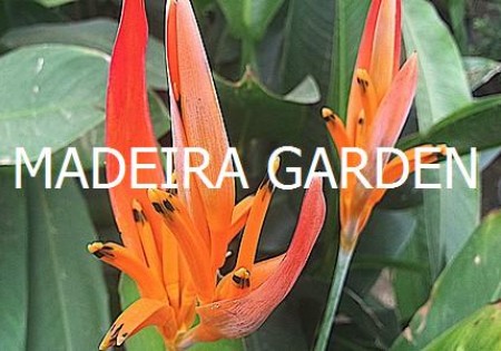 Madeira Garden Center Curacao